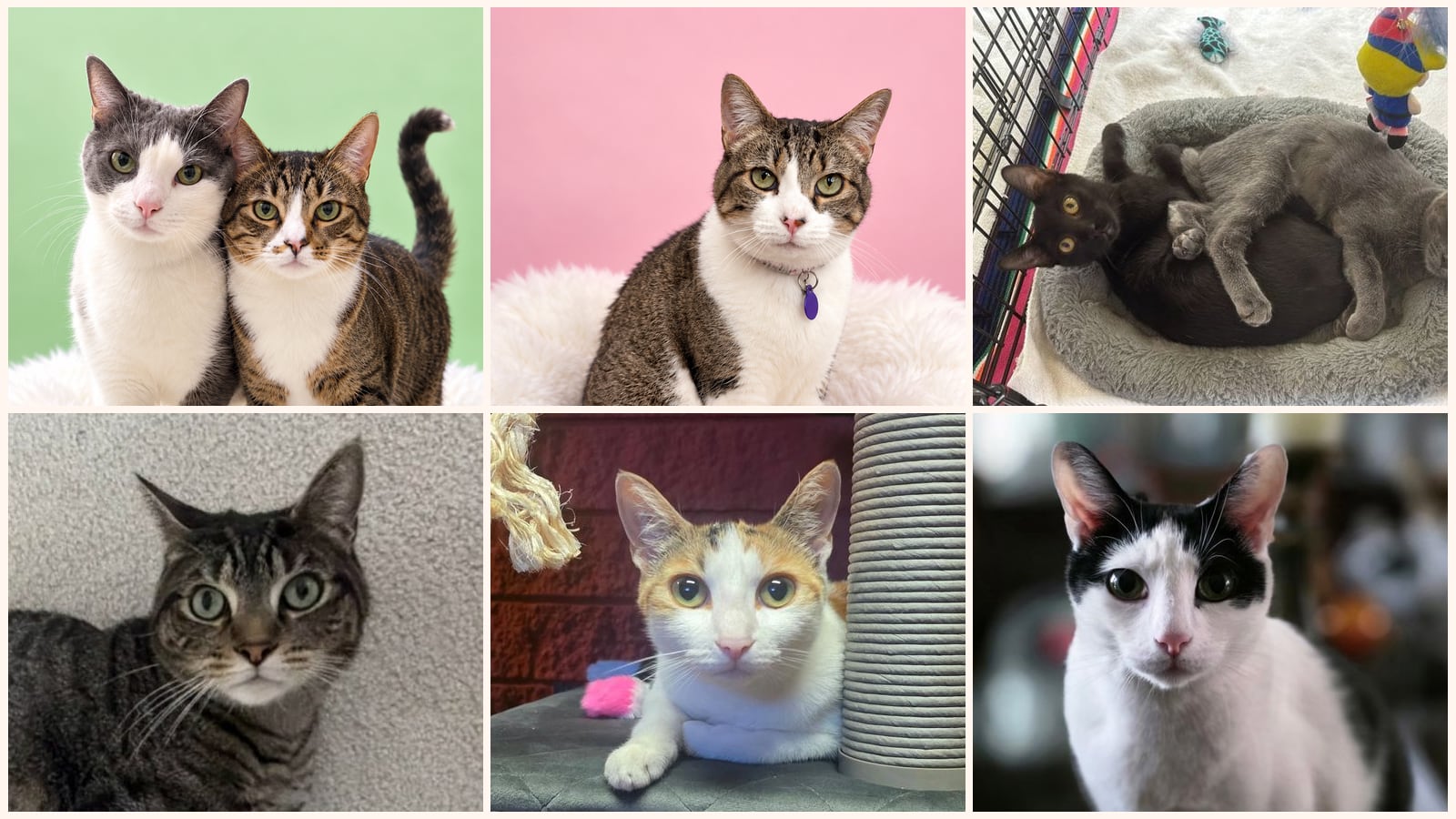 Cats up for adoption at Doggie Protective Services