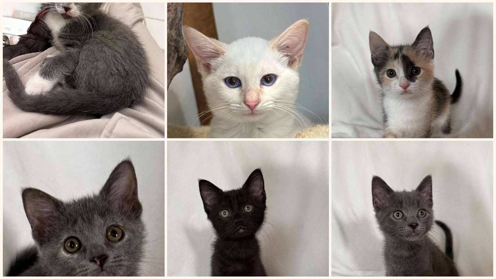 Cats up for adoption at FLUFF