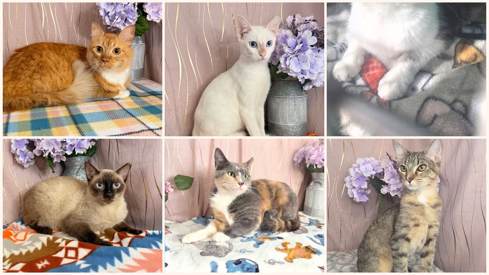 Cats up for adoption at For Pet's Sake Rescue
