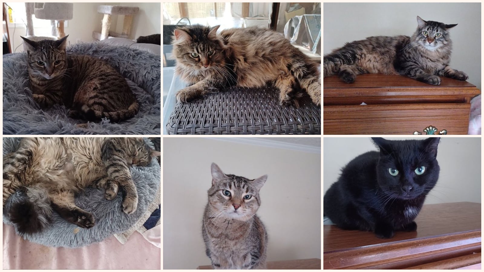 Cats up for adoption at Forest Felines