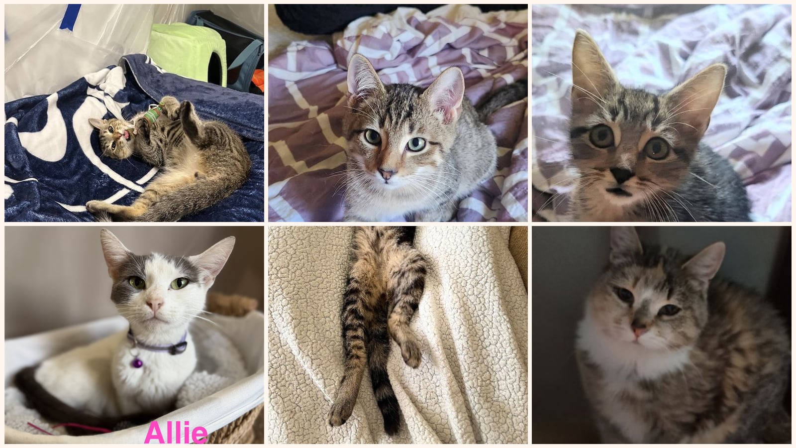 Cats up for adoption at Forever Friends Foundation