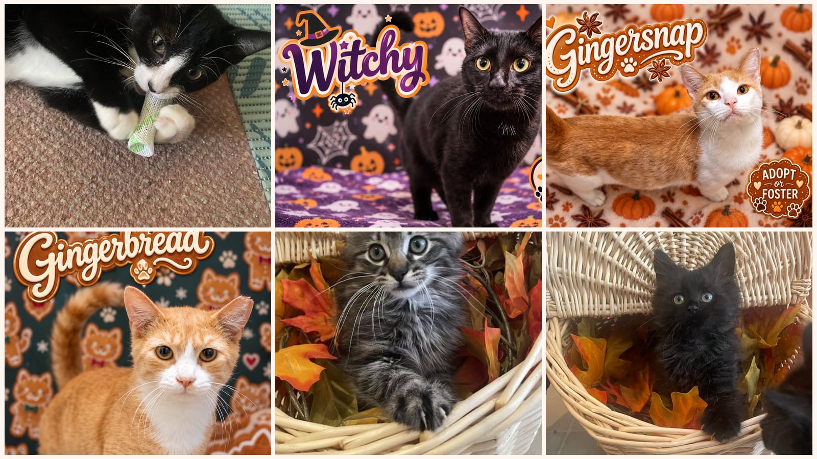 Cats up for adoption at Forgotten Cats, Inc.