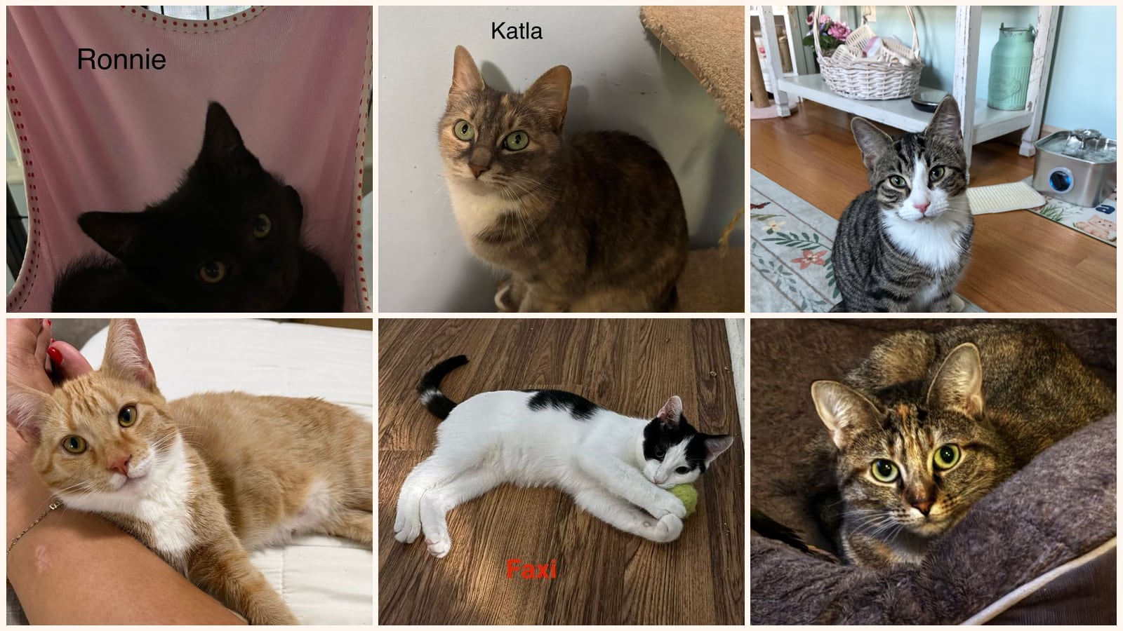 Cats up for adoption at Foster and Forever Pet Rescue