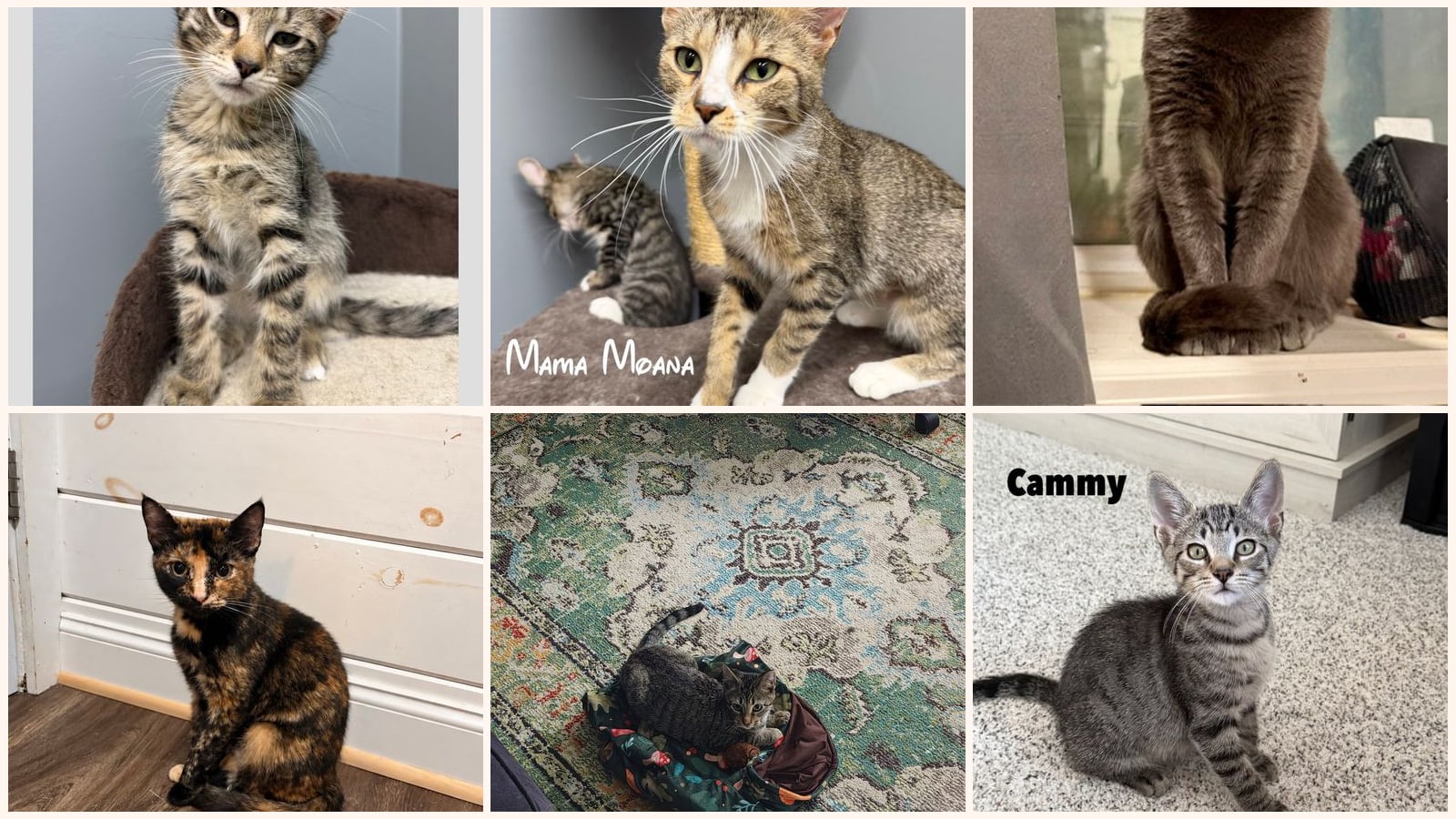Cats up for adoption at G.R.A.S.P., Inc.