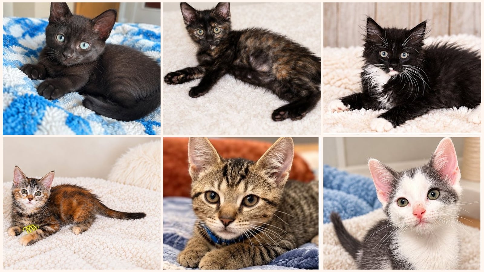 Cats up for adoption at Happy Paws Kitten Rescue