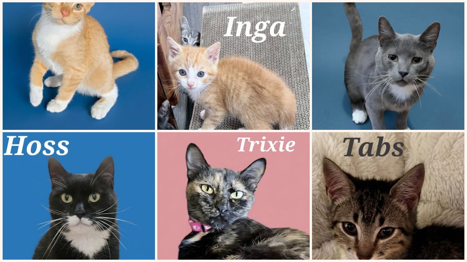 Cats up for adoption at Heart of the Foothills Animal Rescue