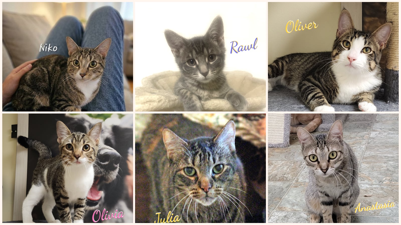 Cats up for adoption at HOMELESS & ORPHANED PETS ENDEAVOR