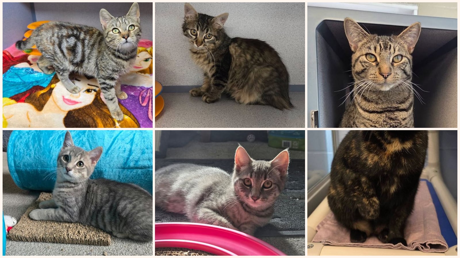 Cats up for adoption at Humane Association of CNY