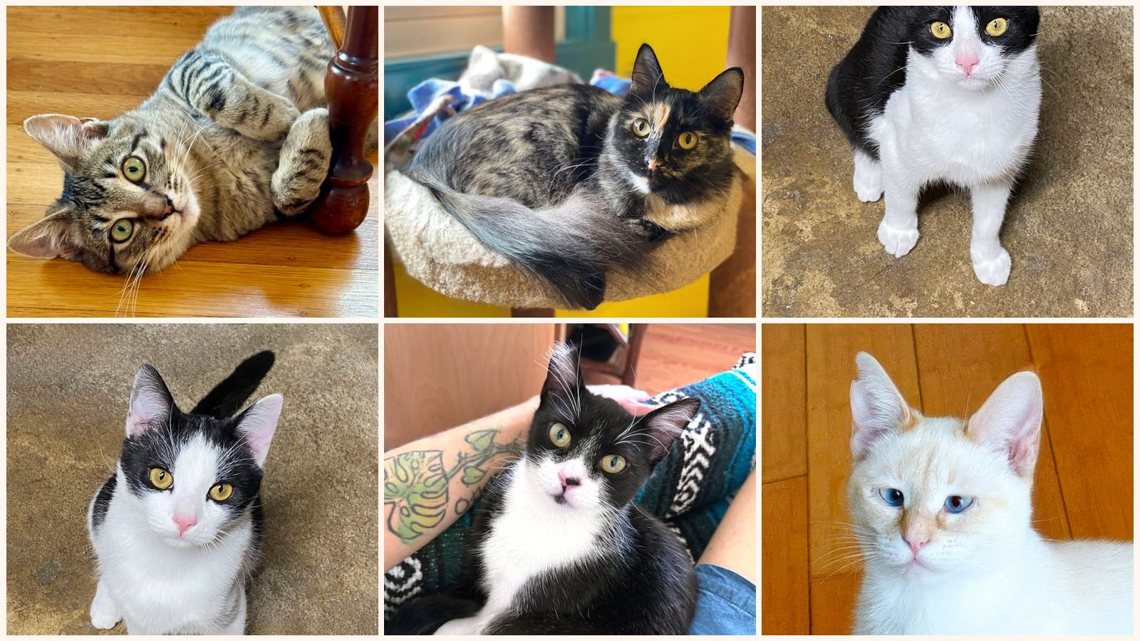 Cats up for adoption at Island Cat Resources and Adoption