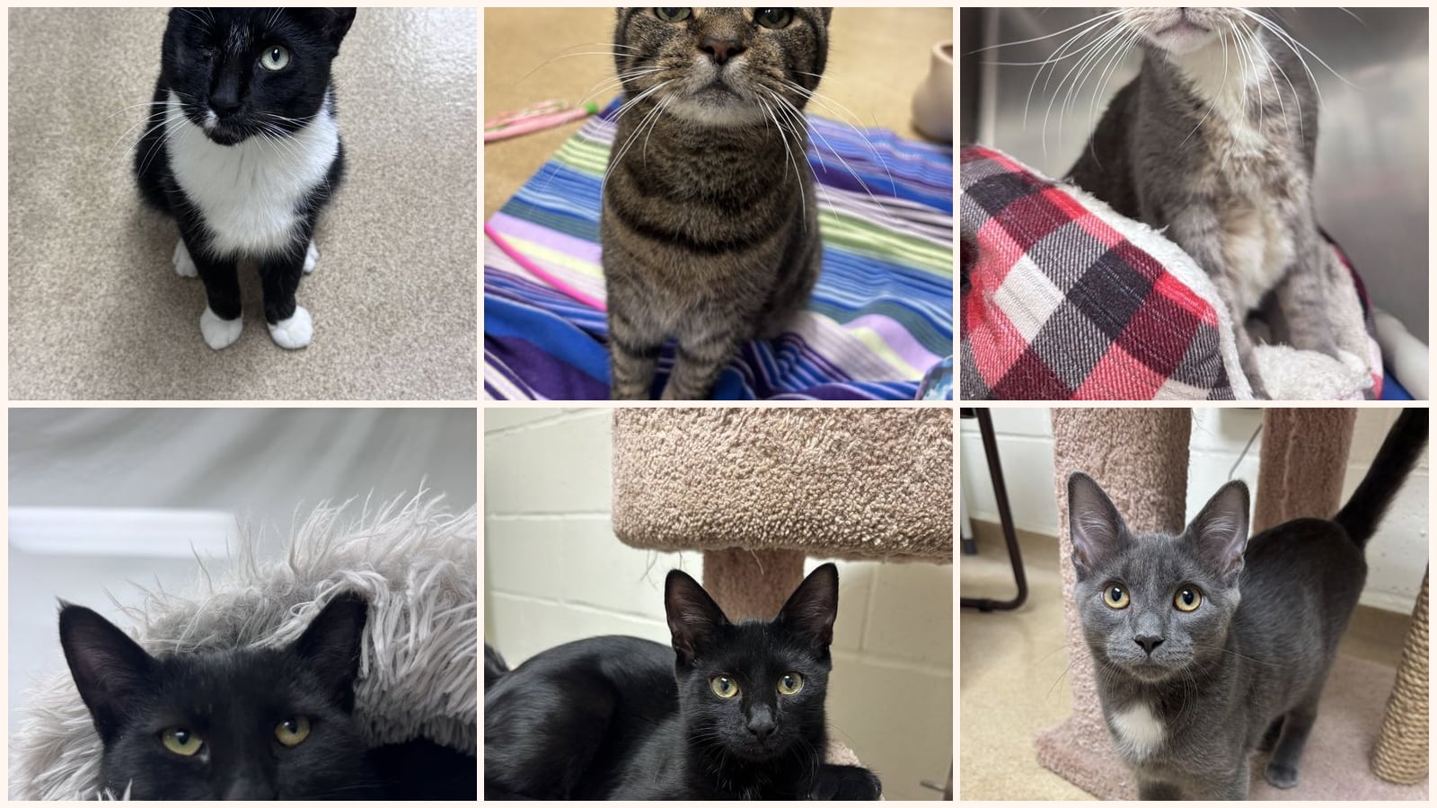 Cats up for adoption at Jersey Shore Animal Center