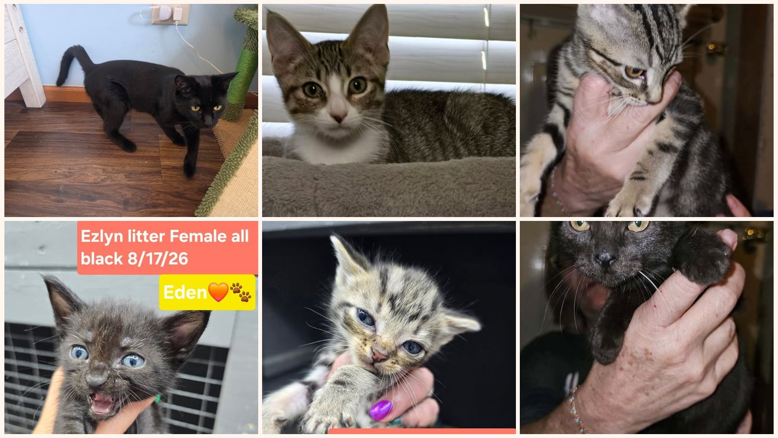 Cats up for adoption at Kat & Kritters Foundation