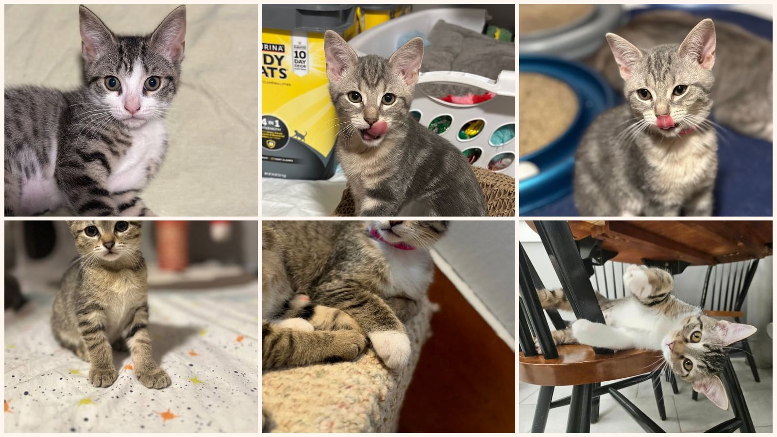 Cats up for adoption at Keller's Kats Rescue, Inc.