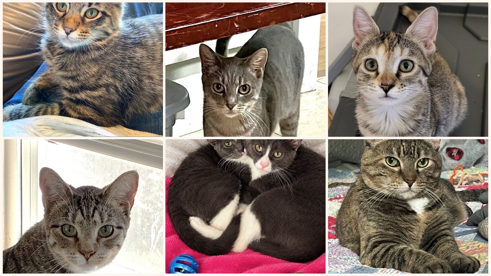 Cats up for adoption at Kitty City KS