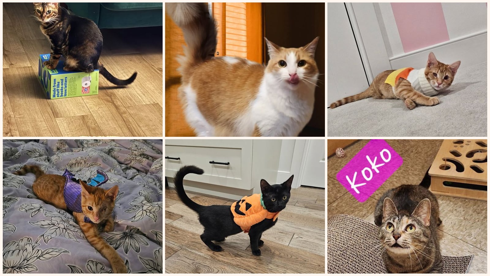 Cats up for adoption at Kizzy's Place Inc