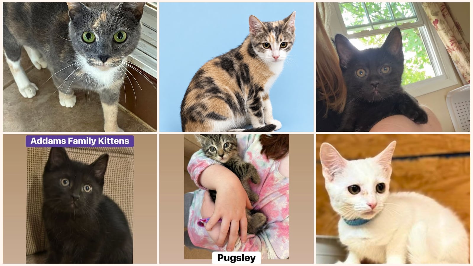 Cats up for adoption at Loving Care Cat Rescue