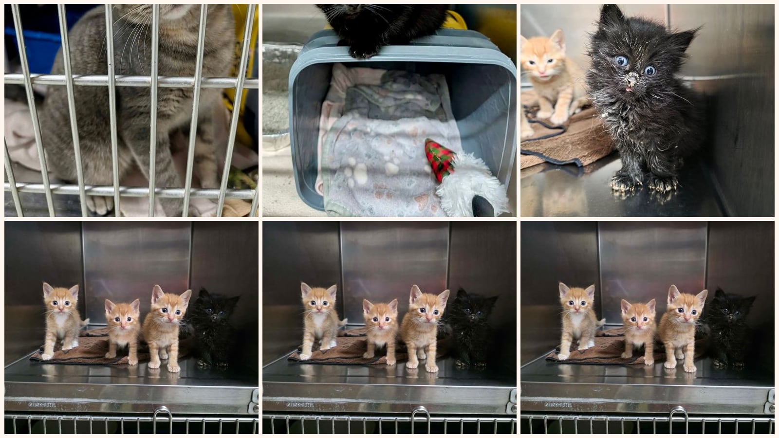 Cats up for adoption at Marshmallow Foundation