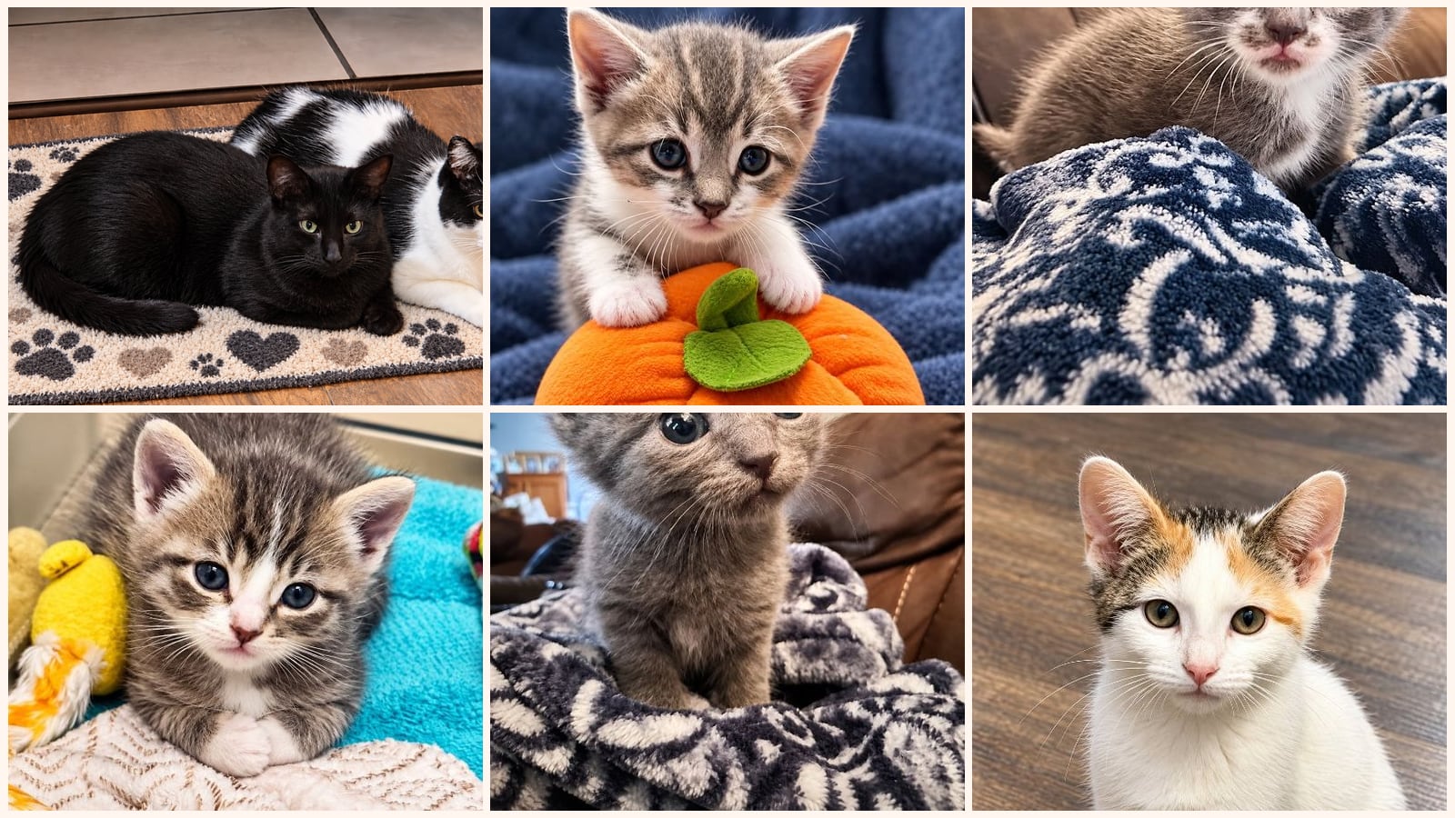 Cats up for adoption at Mending Spirits Animal Rescue