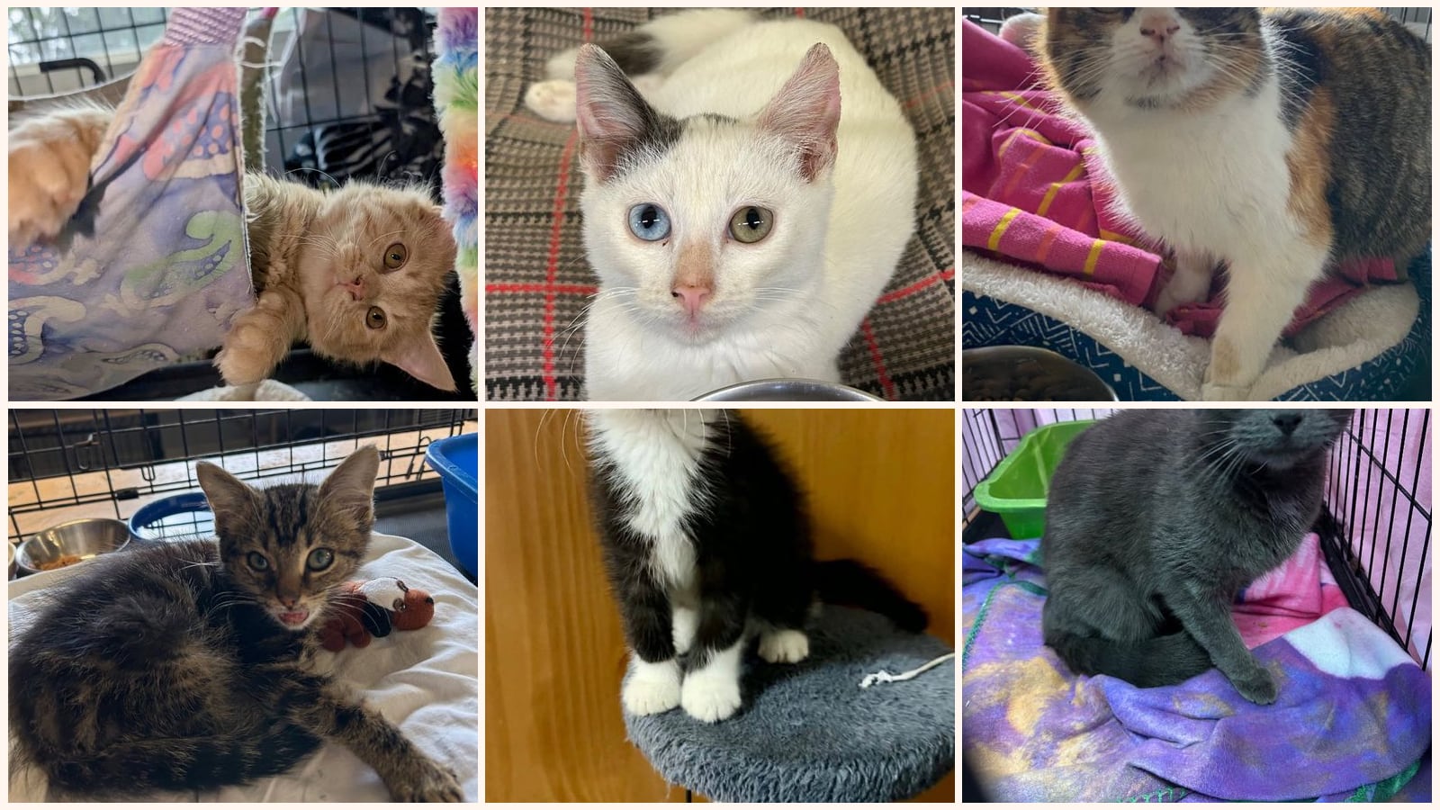 Cats up for adoption at Midwest Pet Refuge