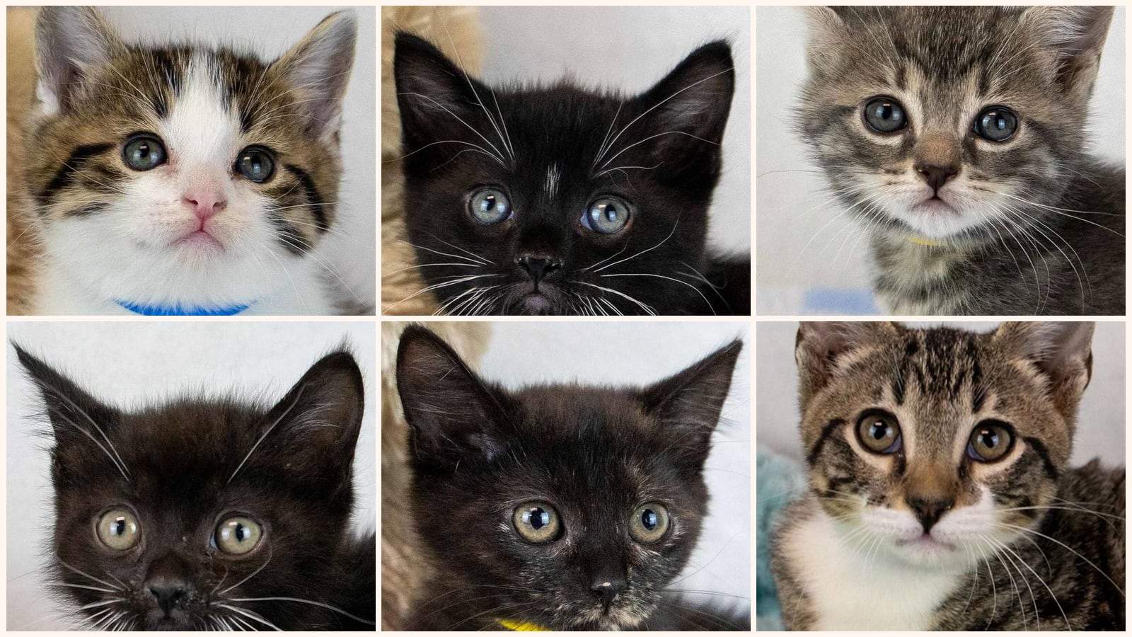Cats up for adoption at Mostly Mutts Animal Rescue & Adoption, Inc.