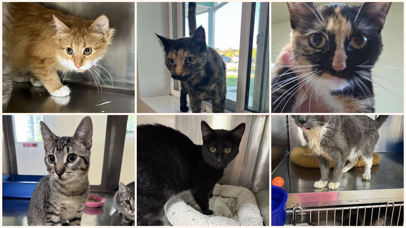 Cats up for adoption at Mower County Humane Society