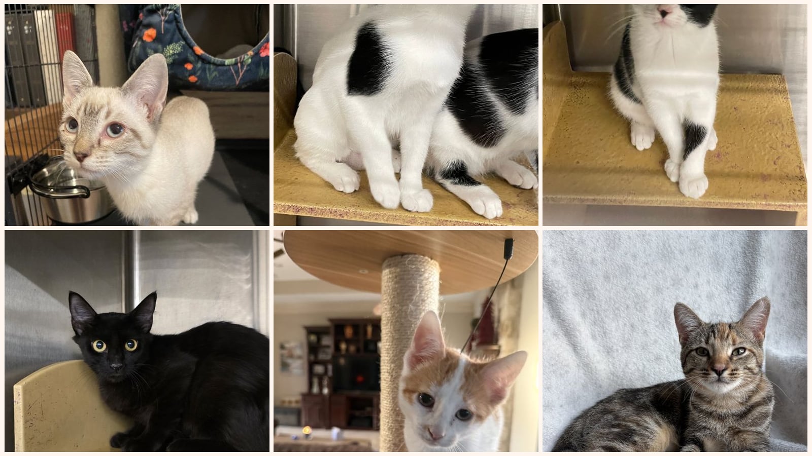 Cats up for adoption at Mutts & Meows Animal Rescue