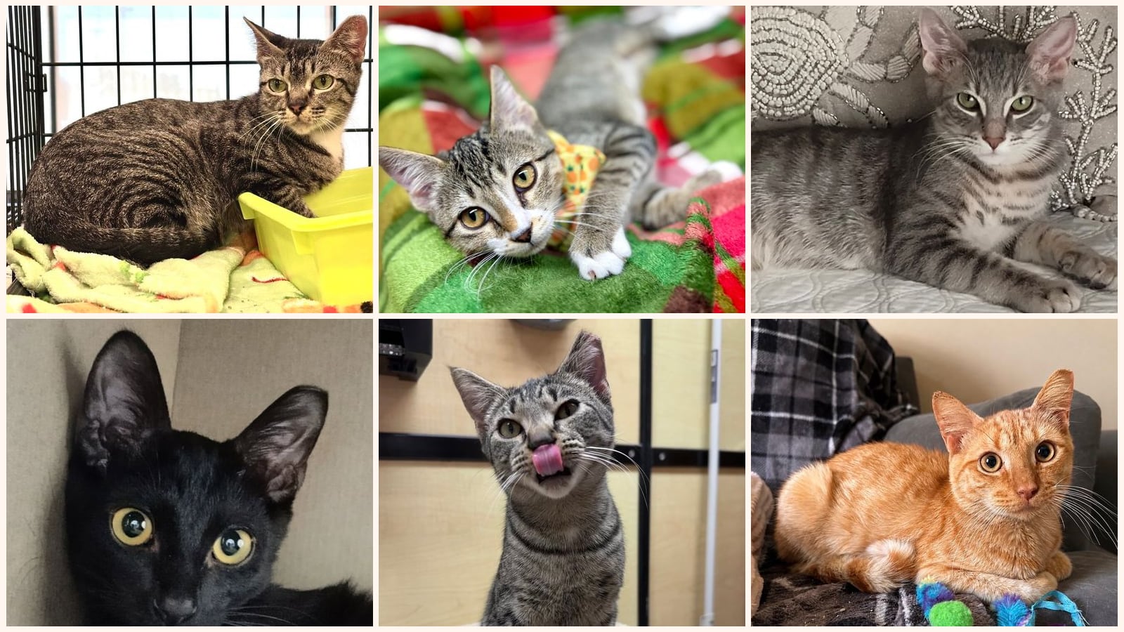 Cats up for adoption at Nine Lives Kitty Rescue INC