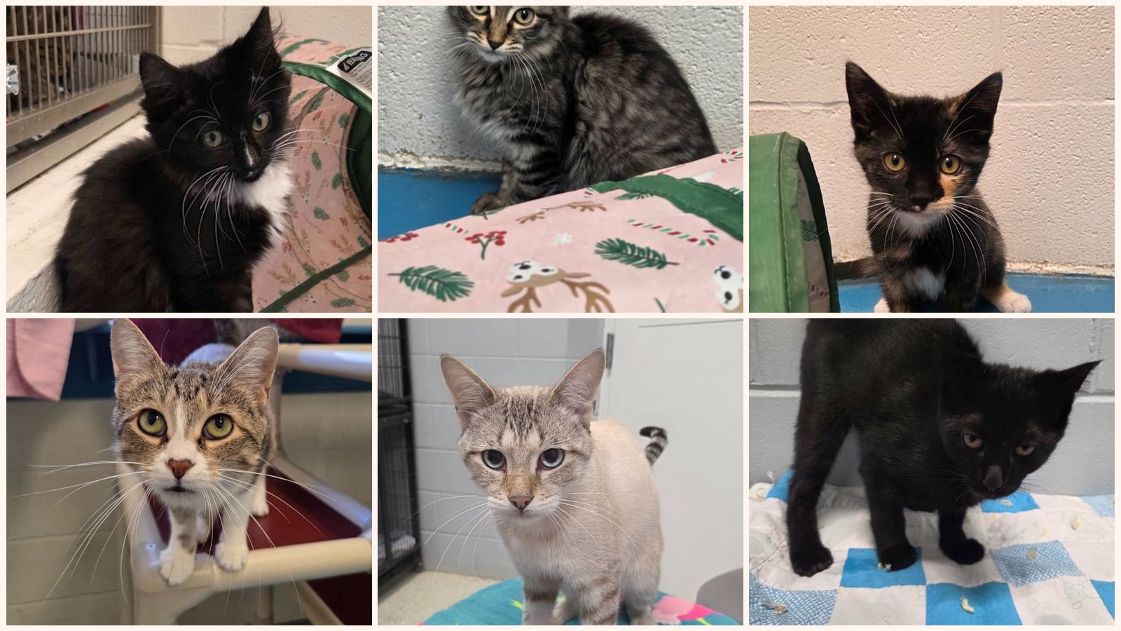 Cats up for adoption at Noah Project