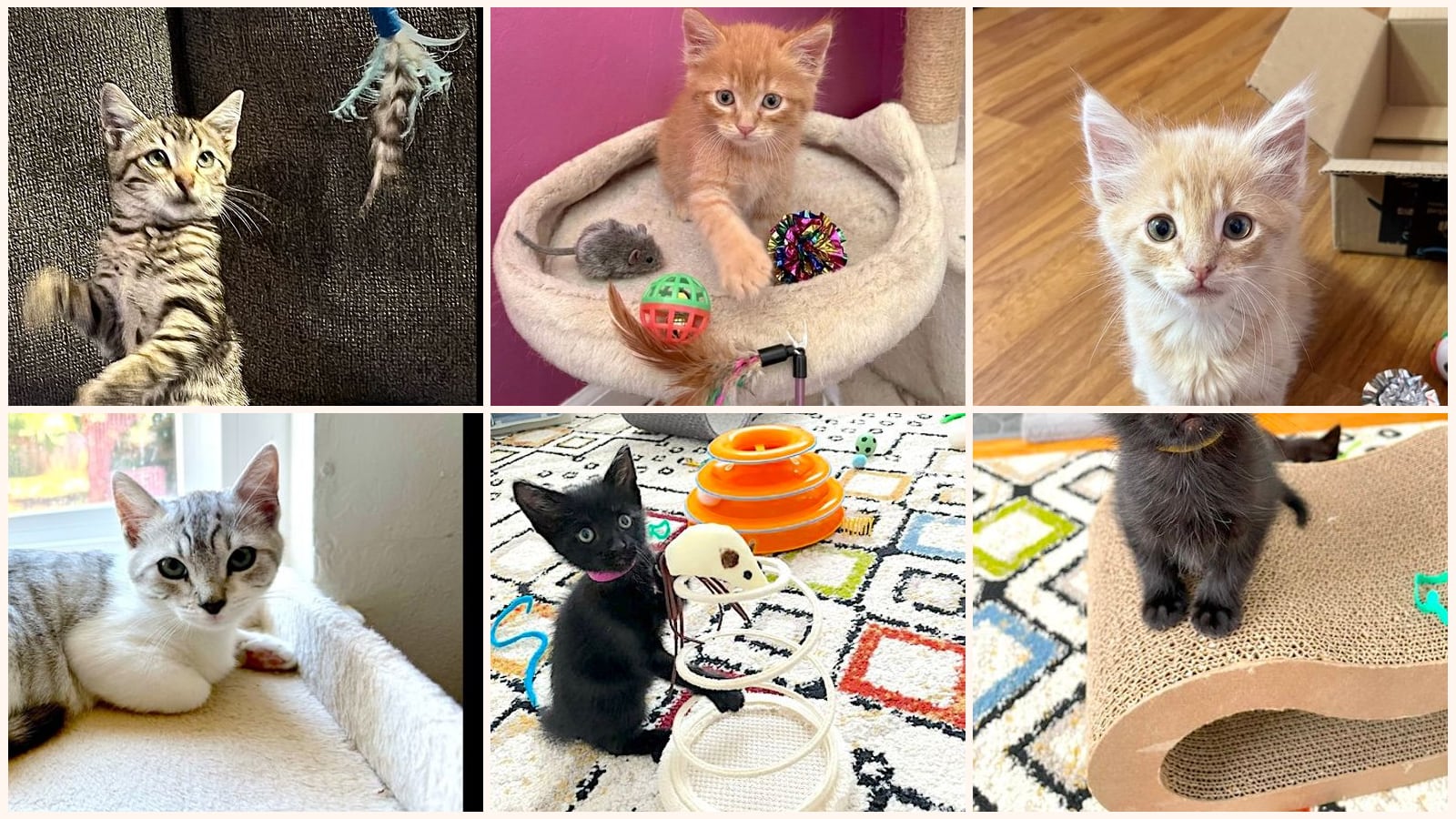 Cats up for adoption at Ohlone Humane Society
