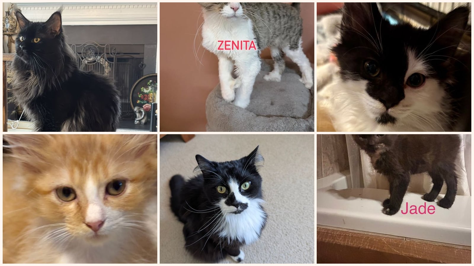 Cats up for adoption at Only Maine Coons Rescue