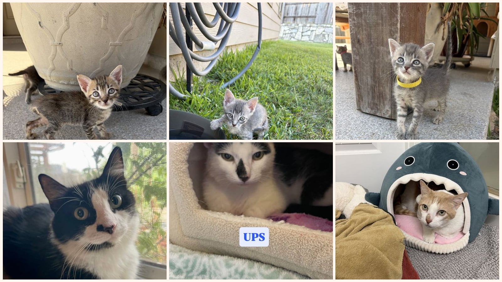 Cats up for adoption at Operation Pets Alive