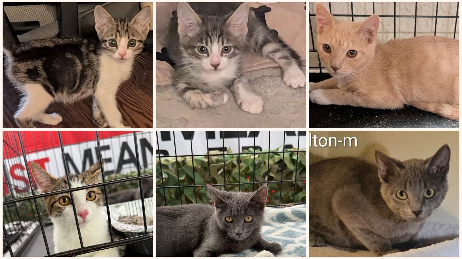 Cats up for adoption at Paws 4 A Cause Rescue