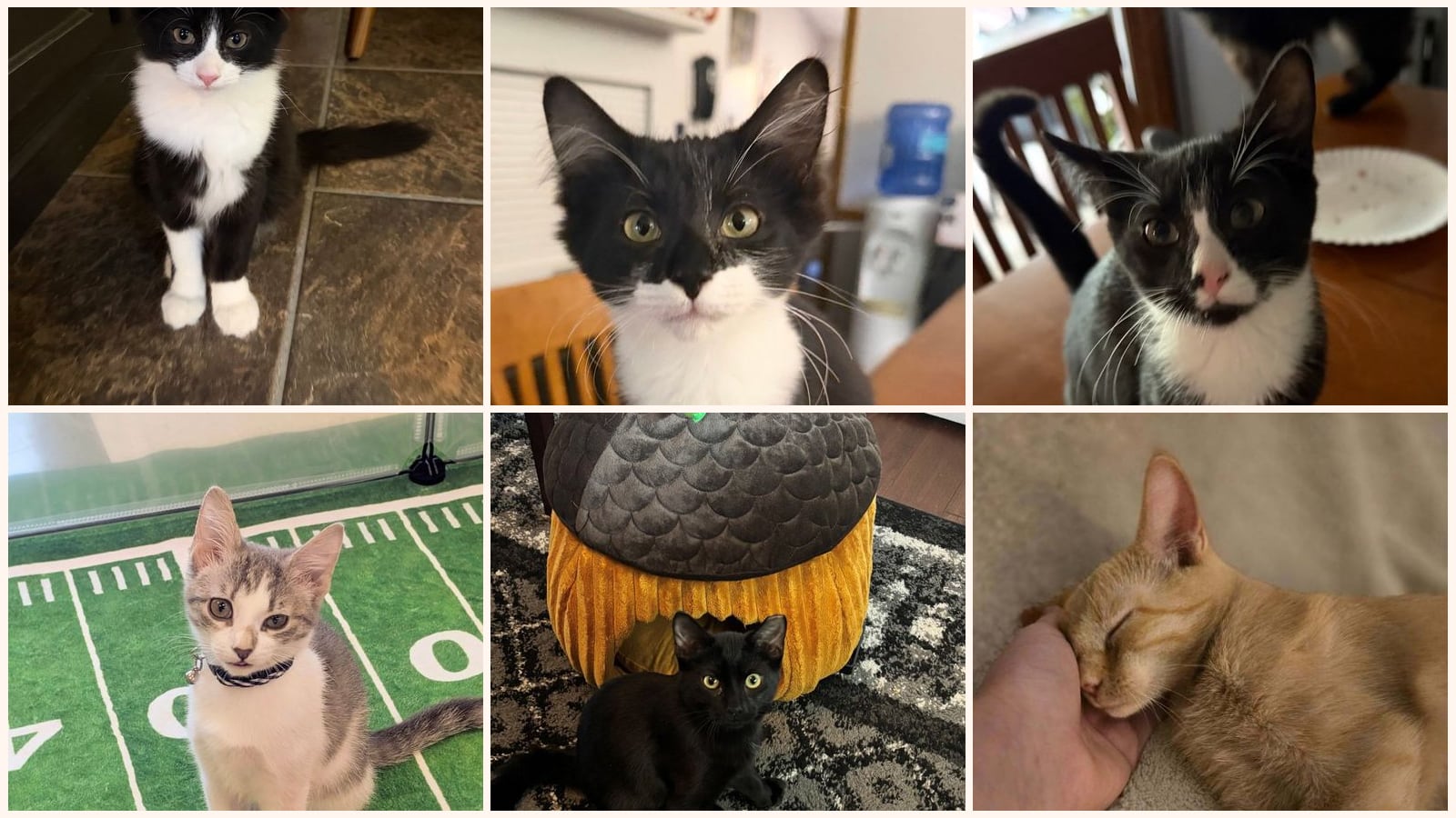 Cats up for adoption at Paws Across Pittsburgh