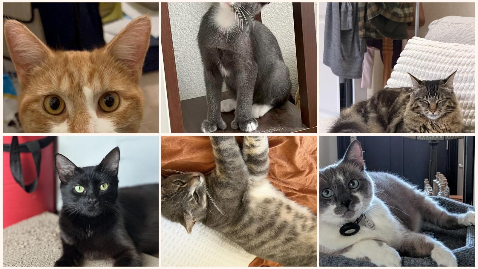 Cats up for adoption at Peninsula CatWorks