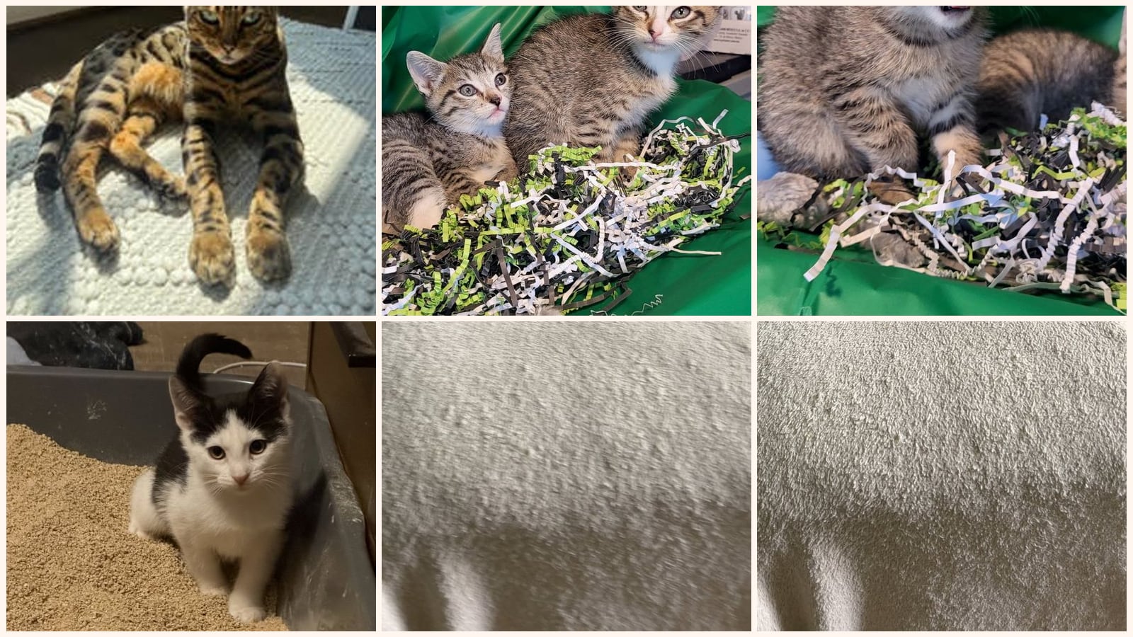 Cats up for adoption at Pet Adoption and Lifecare Society