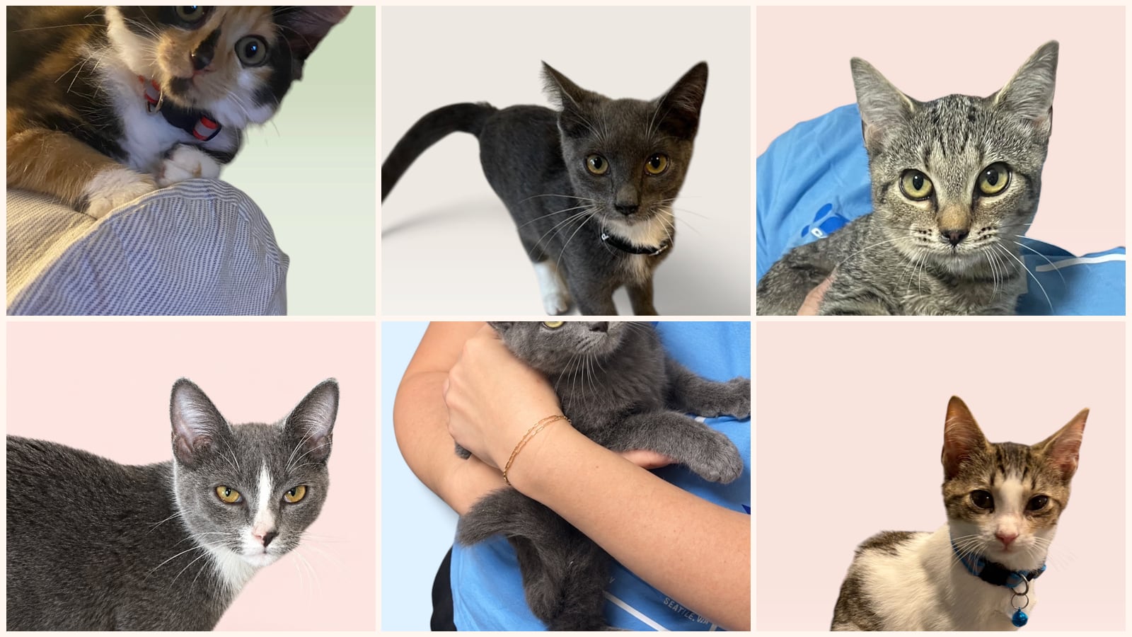 Cats up for adoption at Petey and Furends