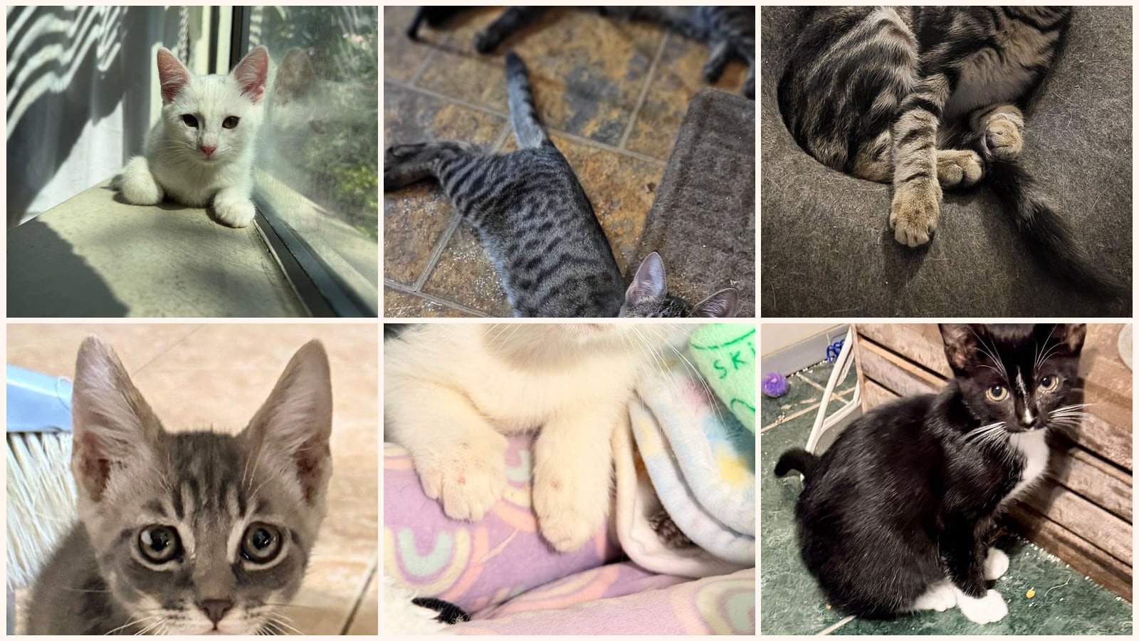 Cats up for adoption at Purr Paws Rescue, Inc
