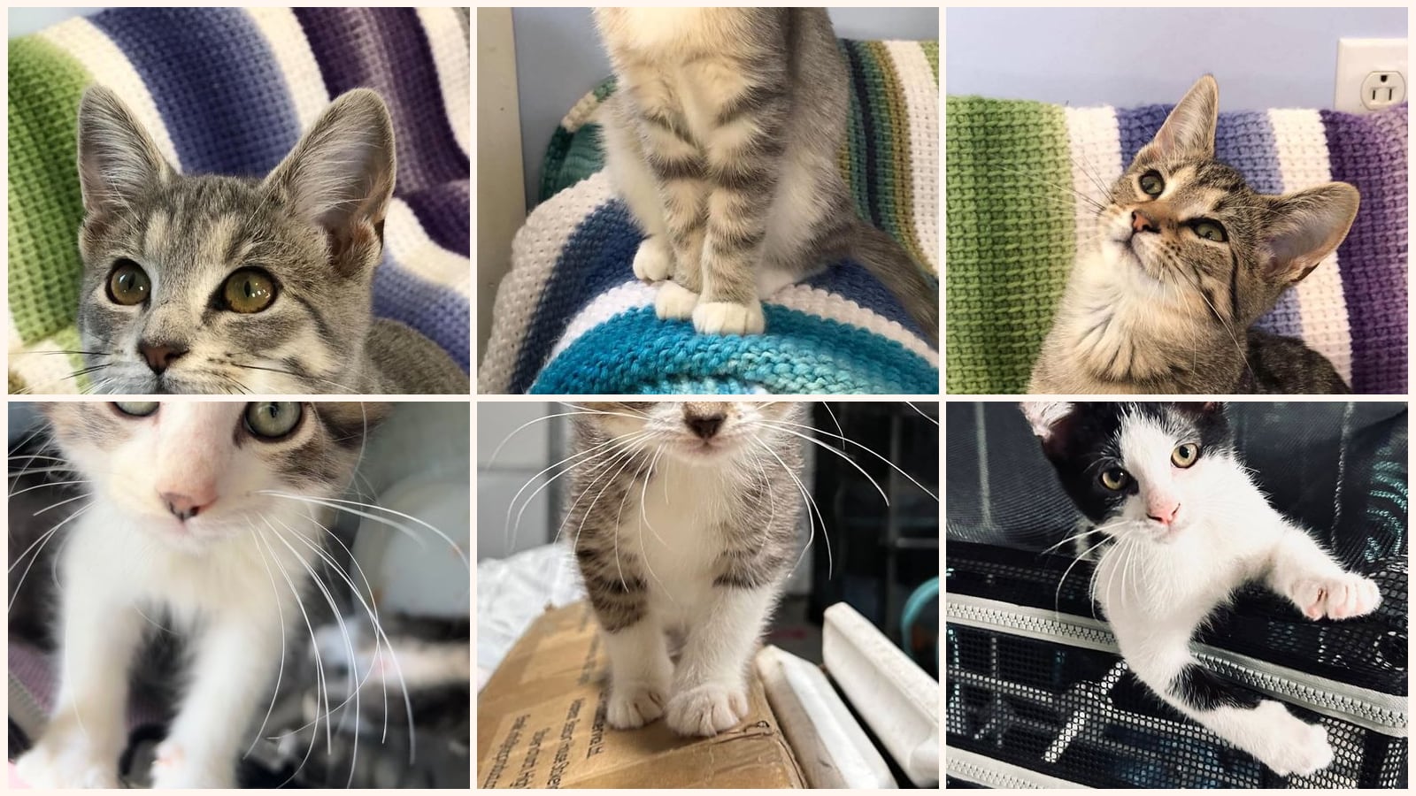 Cats up for adoption at Randolph County Humane Society