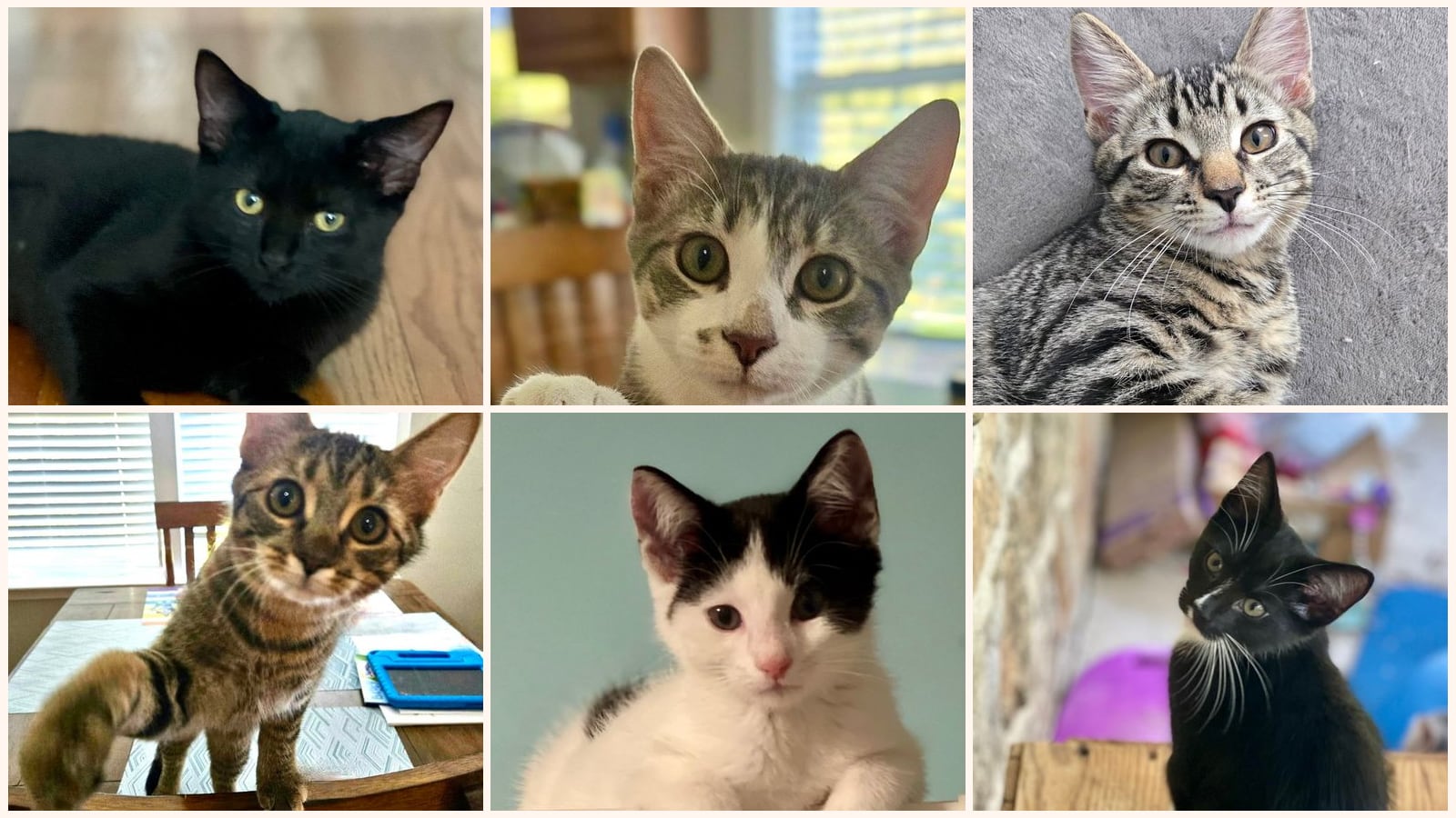 Cats up for adoption at RappCats