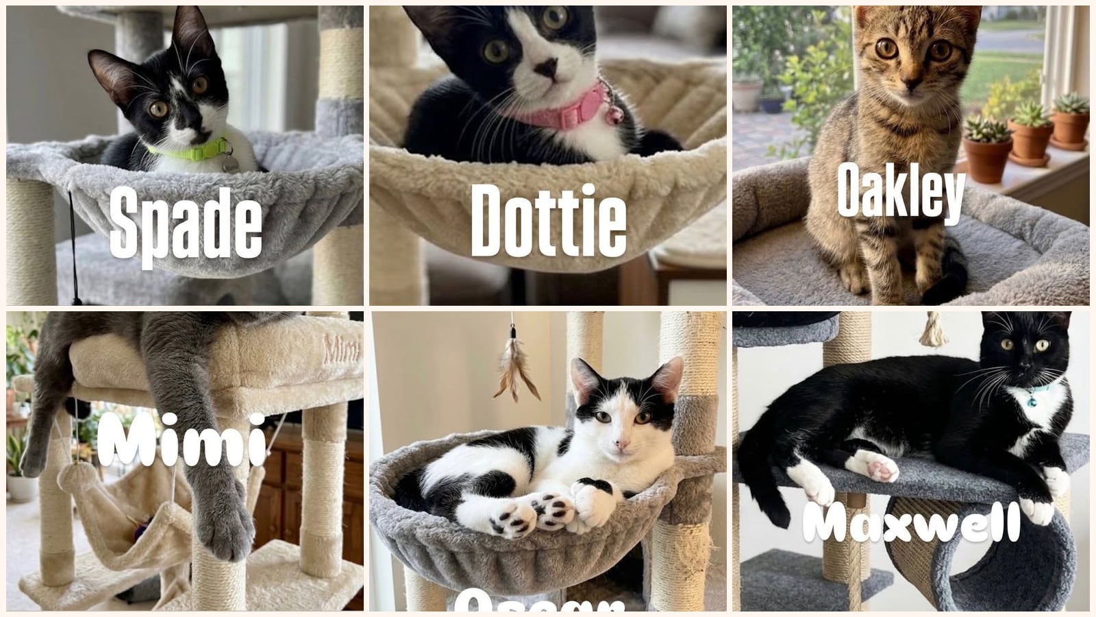 Cats up for adoption at Rescuing Animals in Need