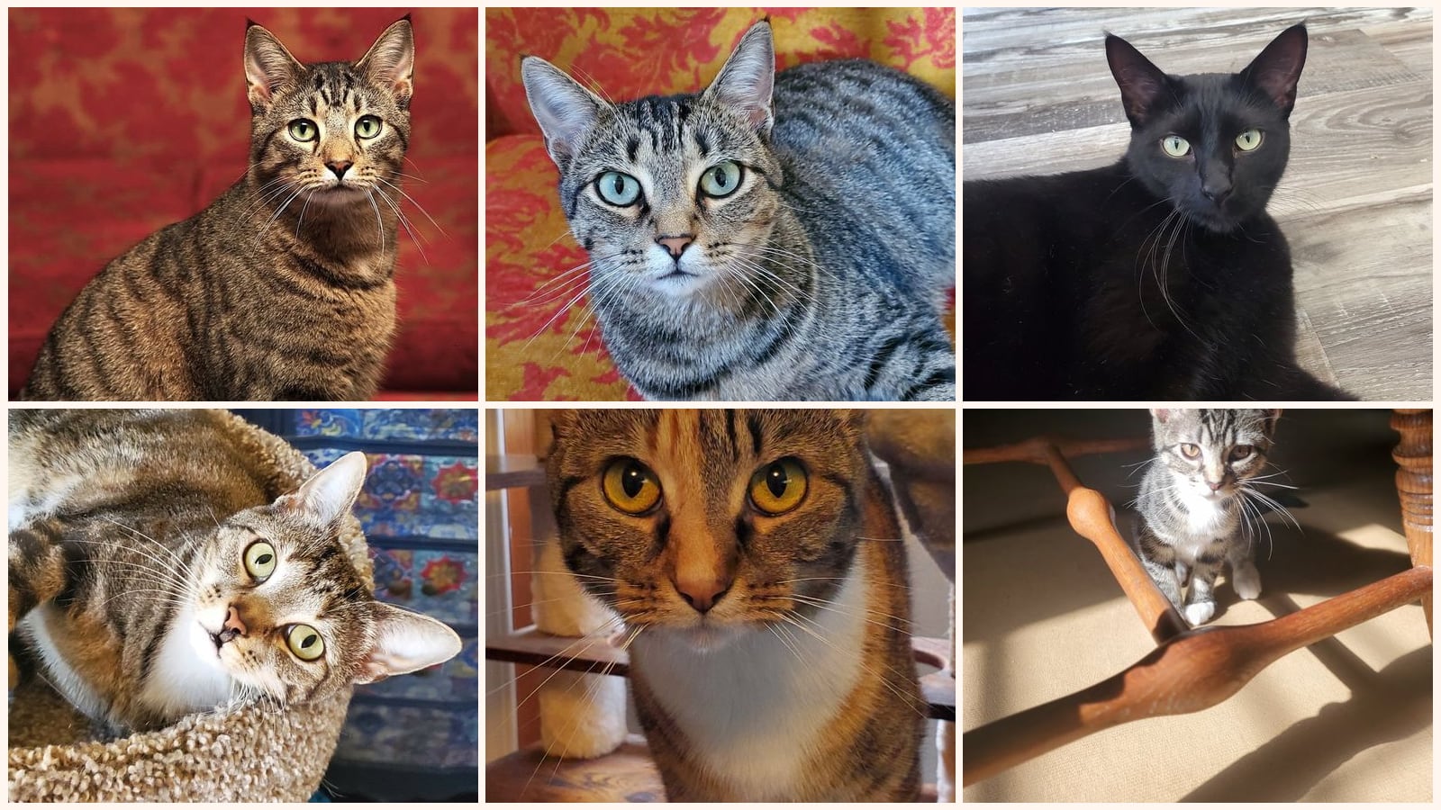 Cats up for adoption at Revelation Gardens