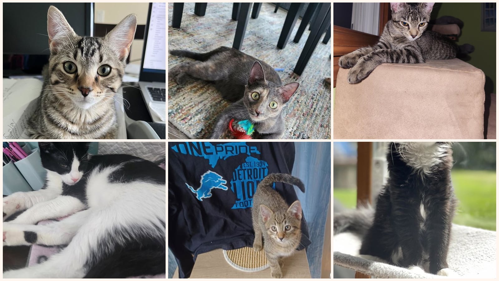 Cats up for adoption at Shelter to Home