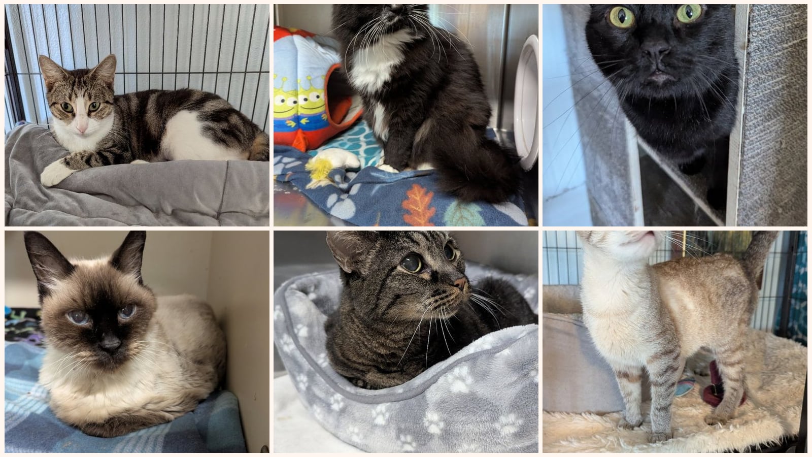 Cats up for adoption at Sheltering Hands, Inc