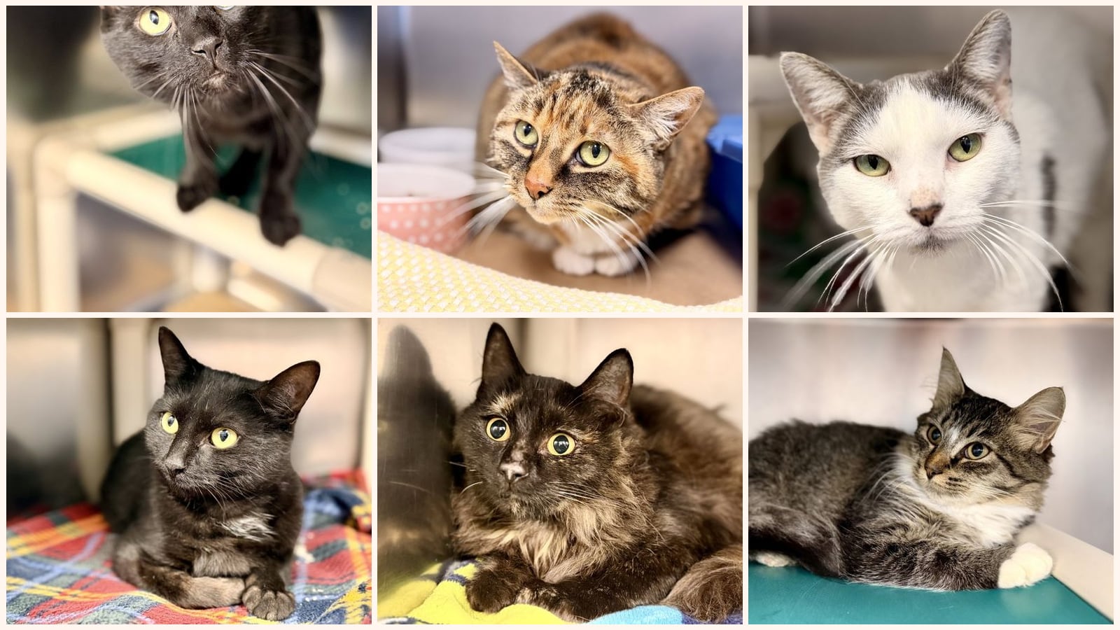Cats up for adoption at Southern Ocean County Animal Facility
