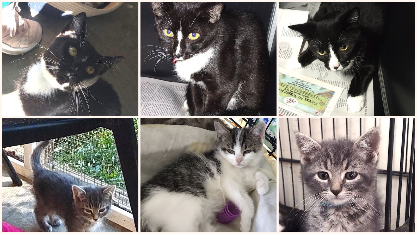 Cats up for adoption at Stanly County Humane Society, Inc
