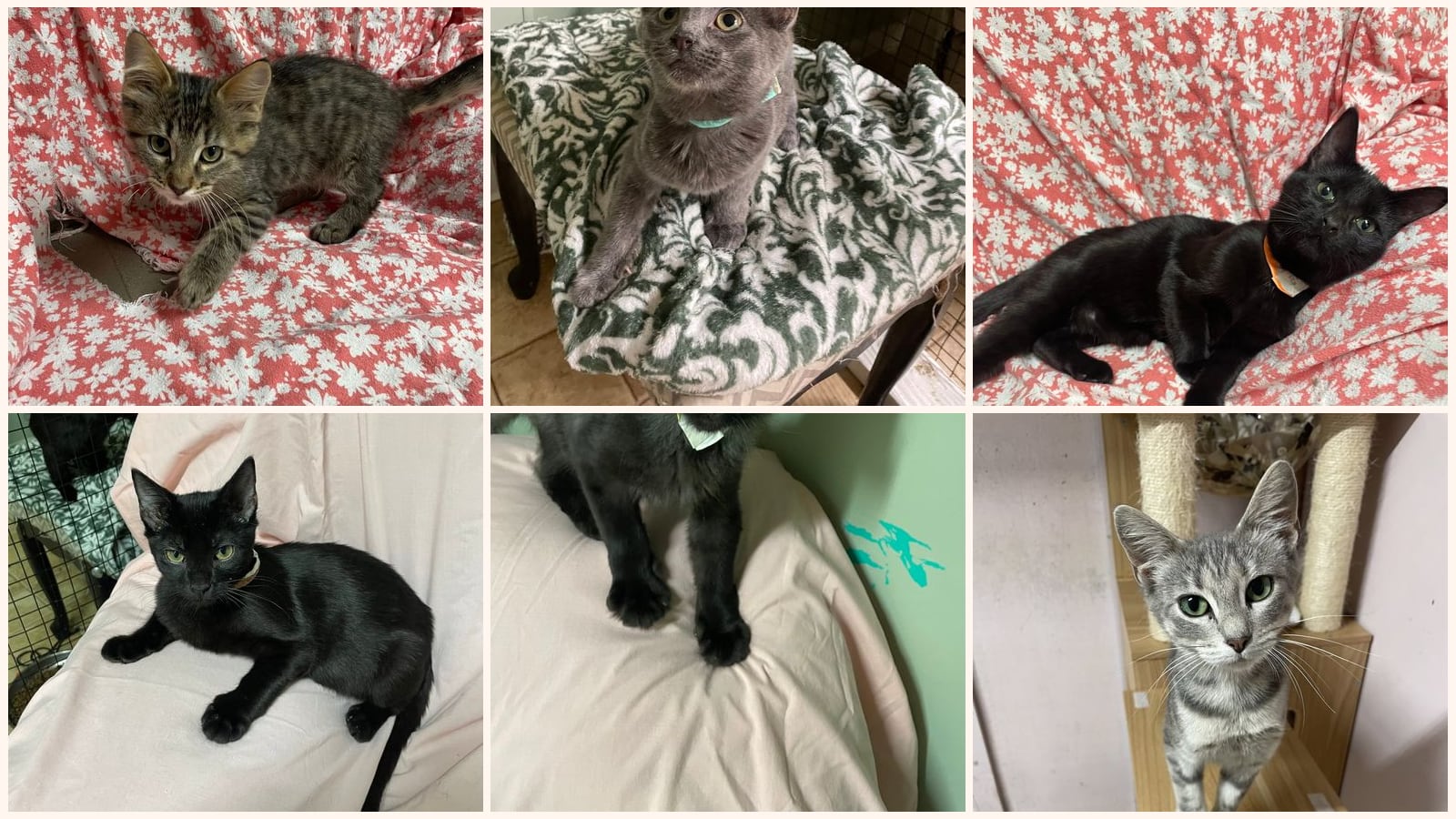 Cats up for adoption at Stover Animal Rescue, Inc.
