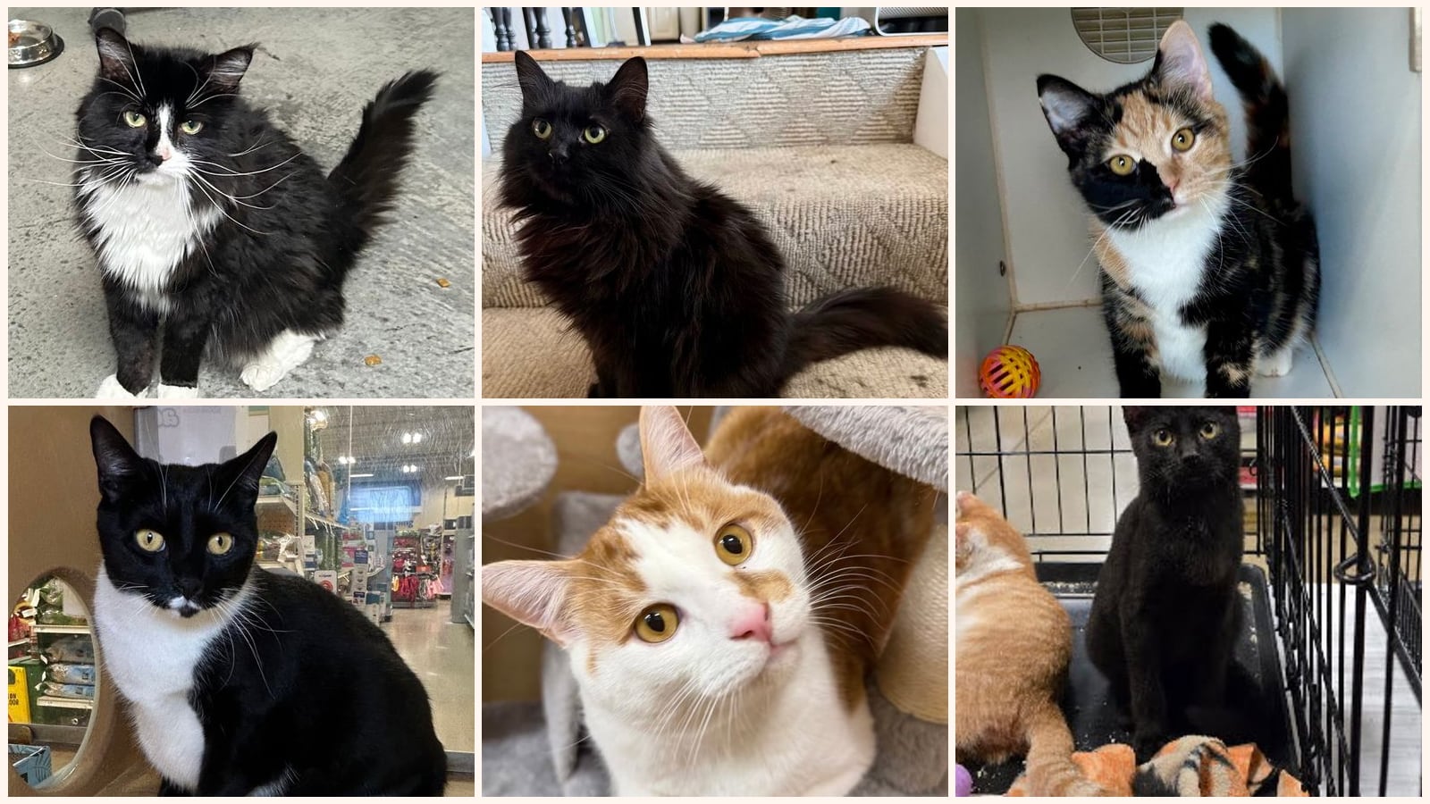 Cats up for adoption at Sweet Dream House Rescue