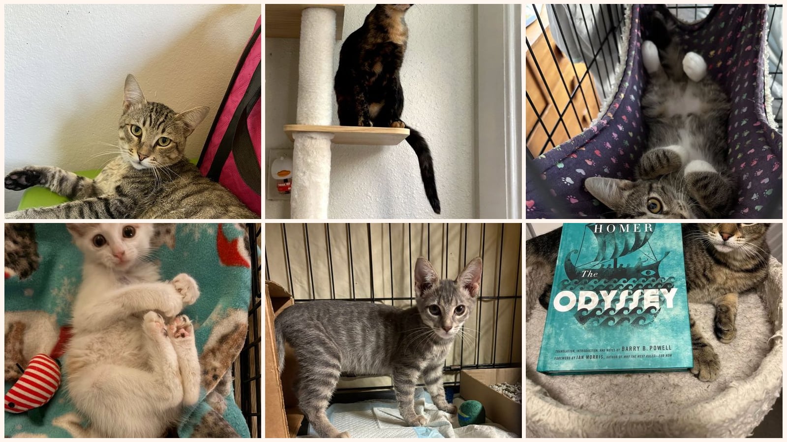Cats up for adoption at The Cat Cove