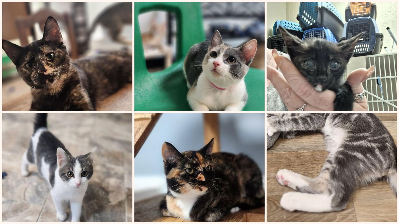 Cats up for adoption at The Cat House on the Kings