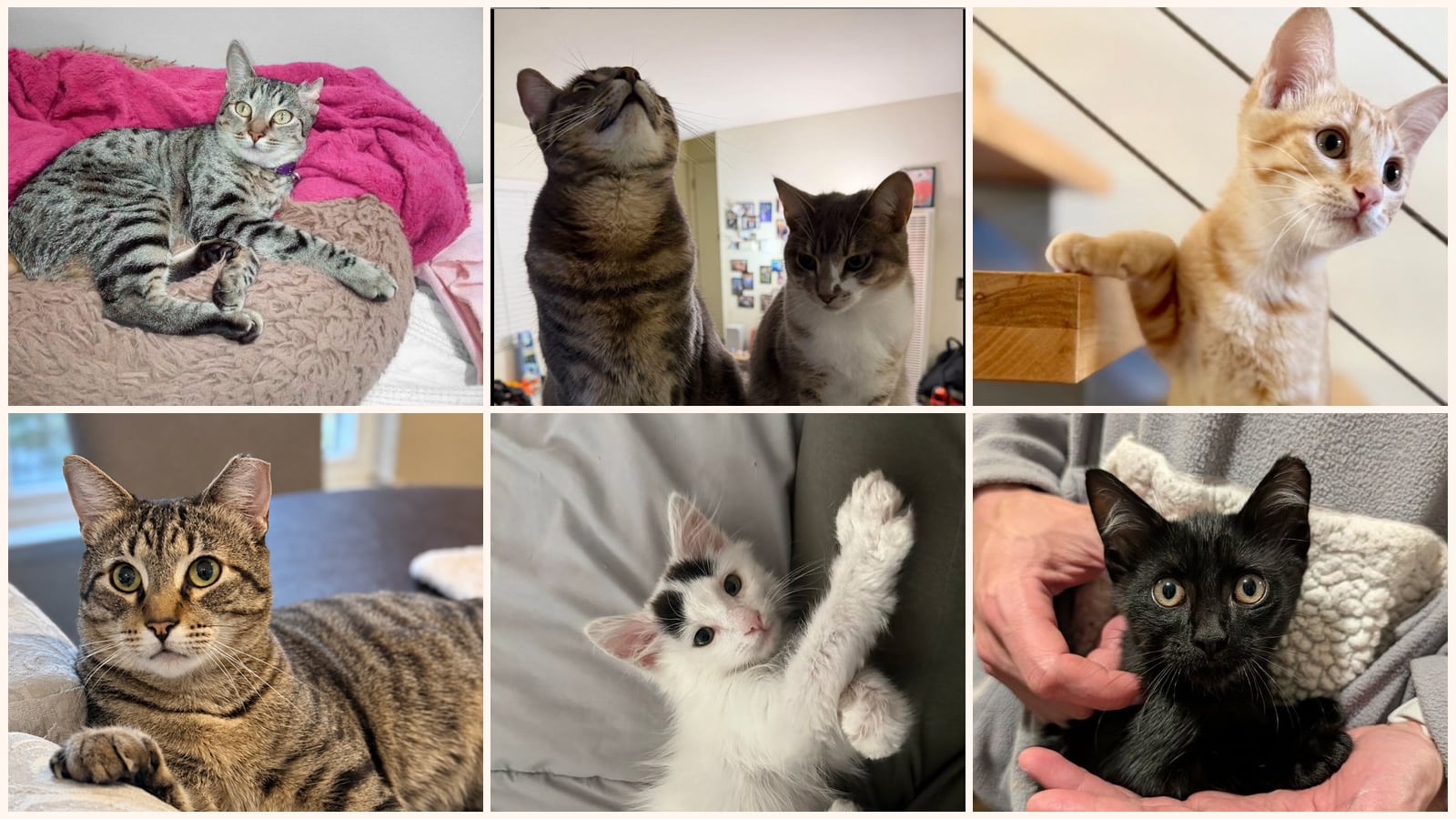 Cats up for adoption at The Dancing Cat