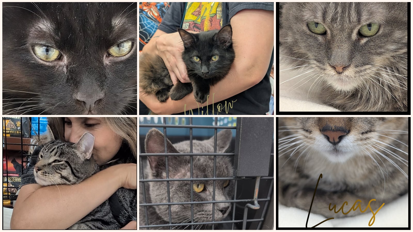 Cats up for adoption at The TNR Project